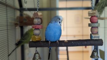 Palliativstation Klinikum Freising Wohnzimmer Wellensittich